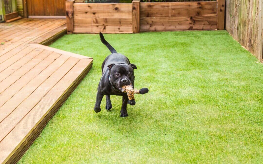 Synthetic Grass for Pets in Houston: The Best Thing for Your Dog’s Health