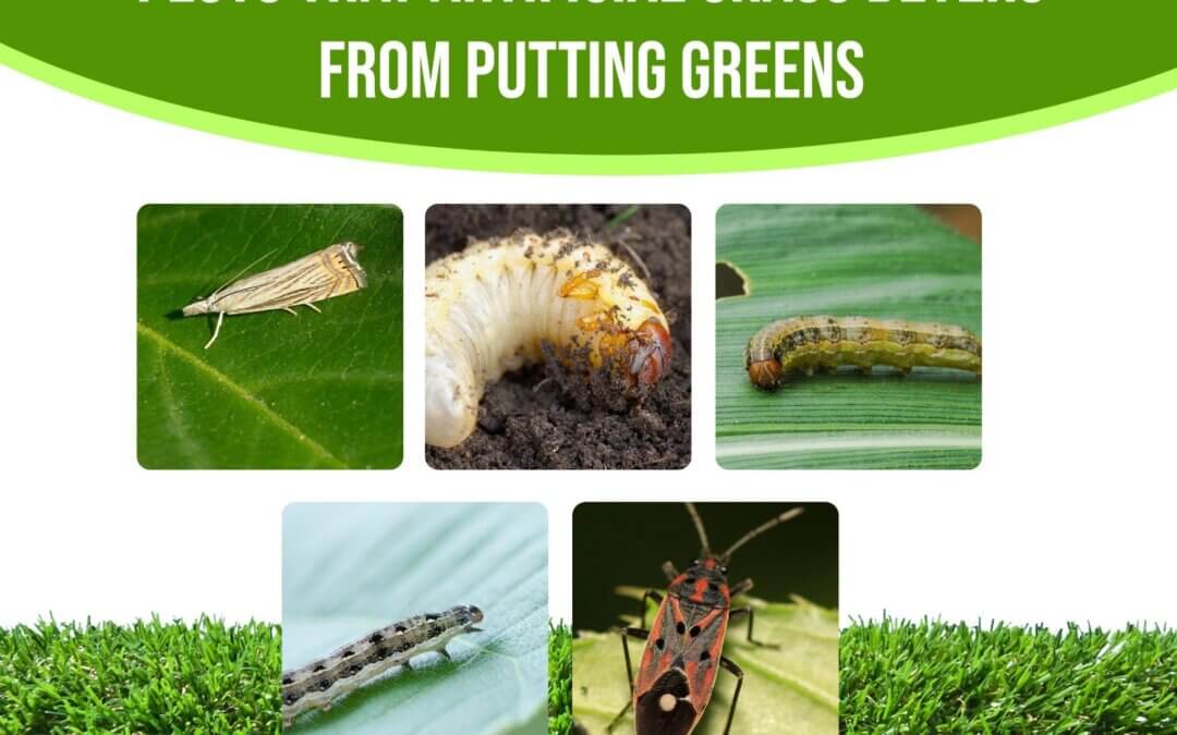 Pests That Artificial Grass Deters From Putting Greens in Houston