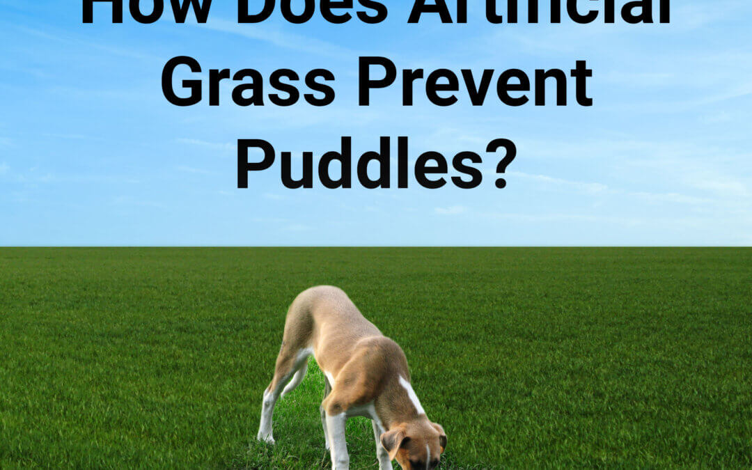 Dogs Can Get Sick From Puddles: Prevent That With Synthetic Grass for Pets in Houston